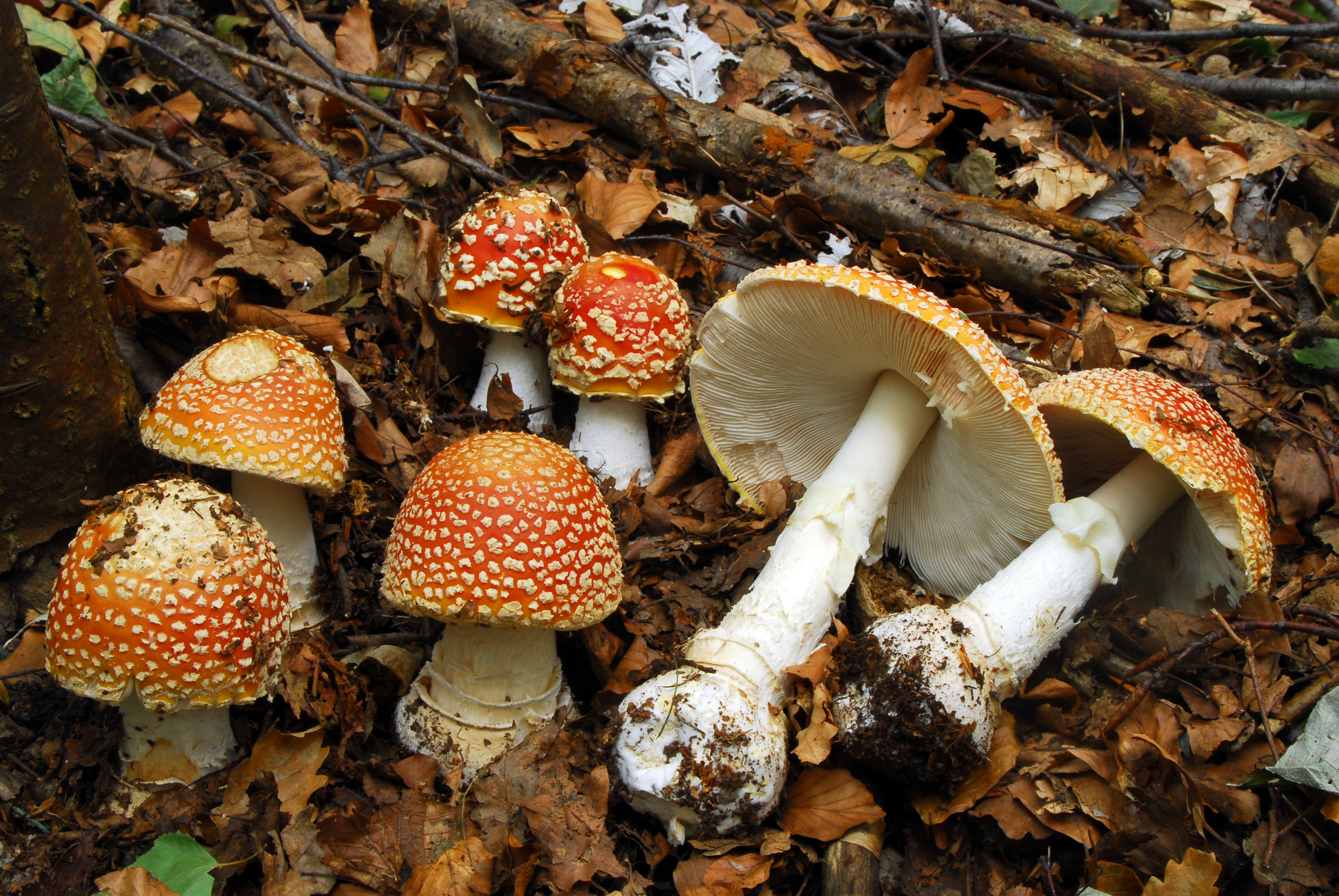 Foto Amanita muscaria